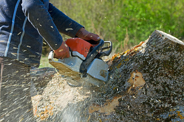 Best Tree Preservation Services  in North Fort Myers, FL