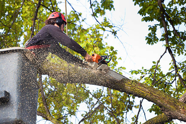 Professional  Tree Services in North Fort Myers, FL